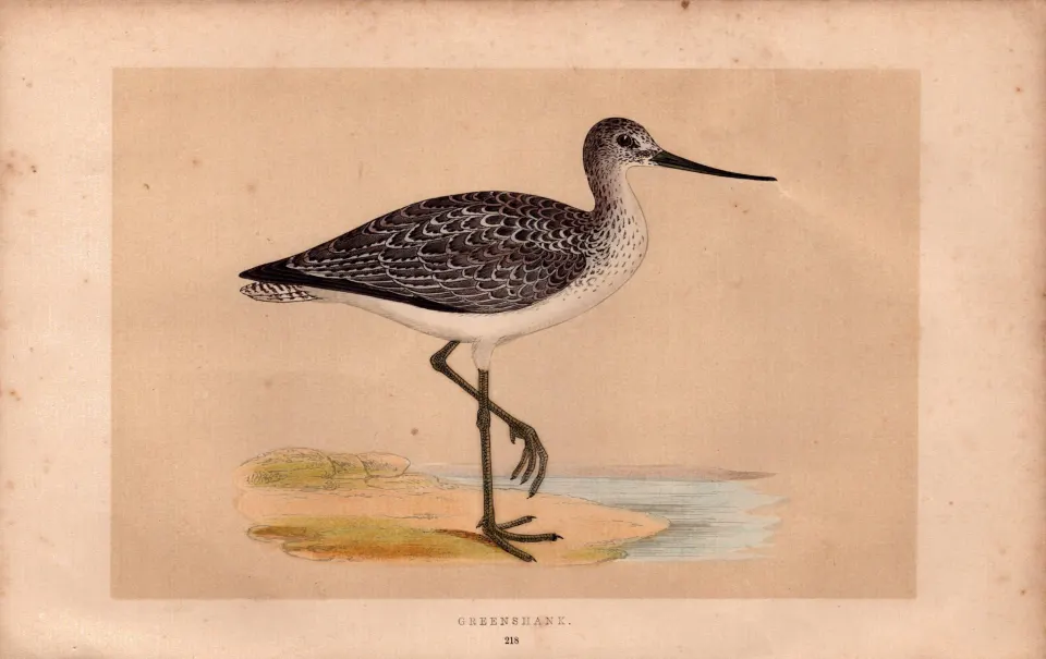 Greenshank  Rev Morris Antique History of British Birds Engraving.