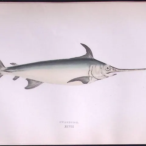 Swordfish Fish Scarce Antique 1877 Johnathan Couch Woodblock Engraving-59