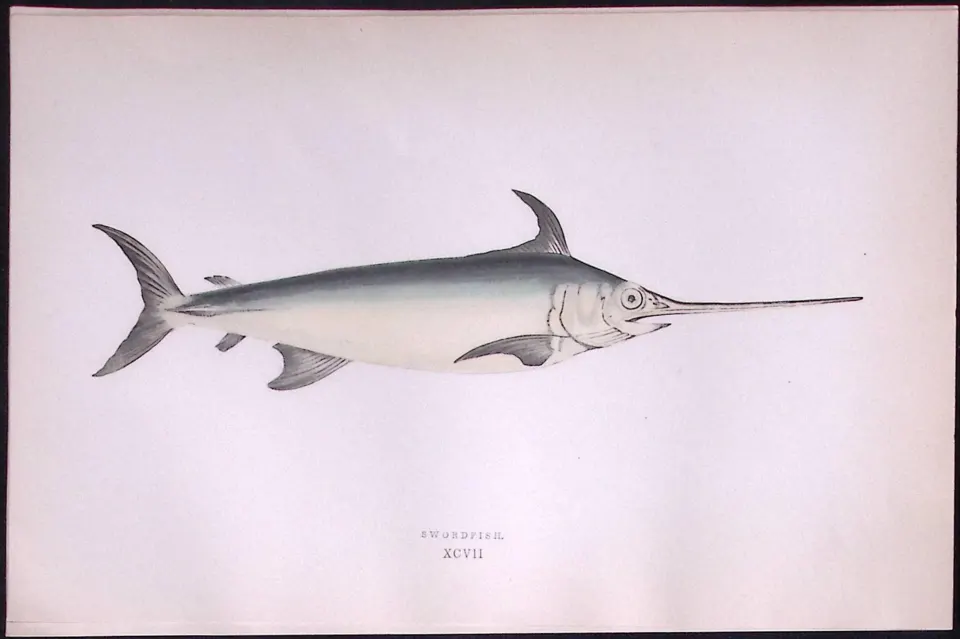 Swordfish Fish Scarce Antique 1877 Johnathan Couch Woodblock Engraving-59