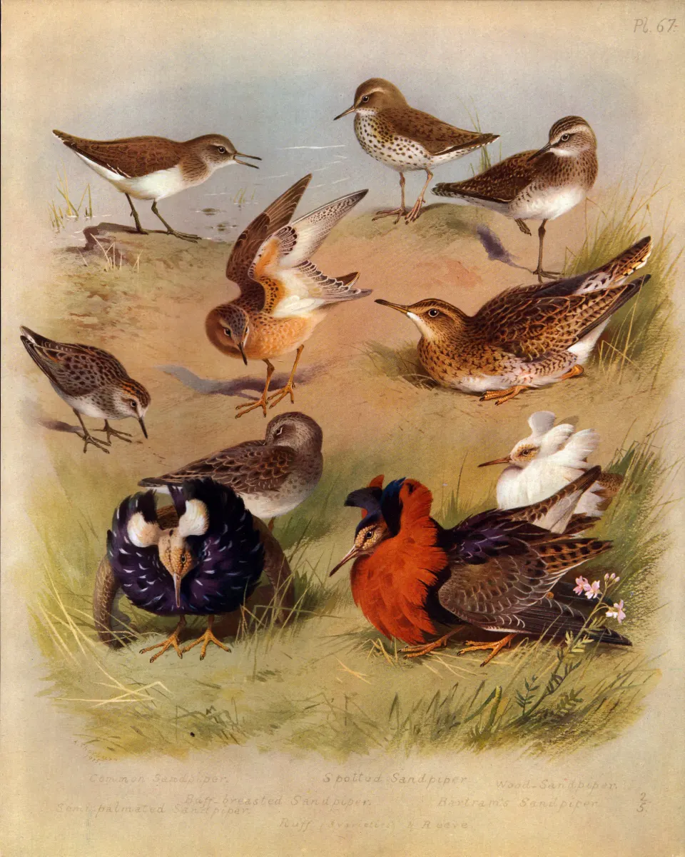 Antique Scarce First Edition Large Bird Print The Sandpipers Family-67.