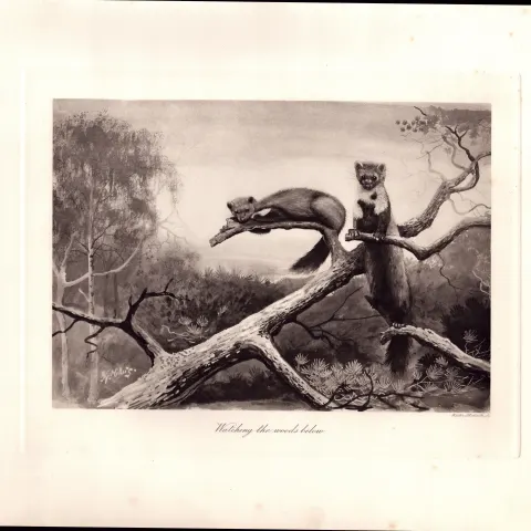 The Polecat Watching The Woods Rare Limited-Edition Antique Print-93.