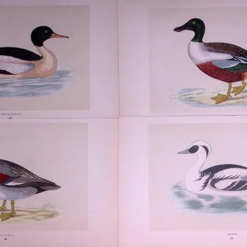 Job-Lot Duck Family Smew, Gadwall, Goosander, Shoveler,  Antique Birds Engravings-18.