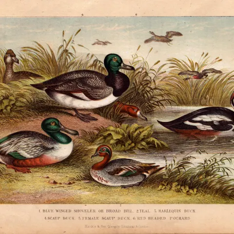 Duck & Shoveler 6 Species Antique Hand Coloured Oliver Goldsmith Engraving -32.
