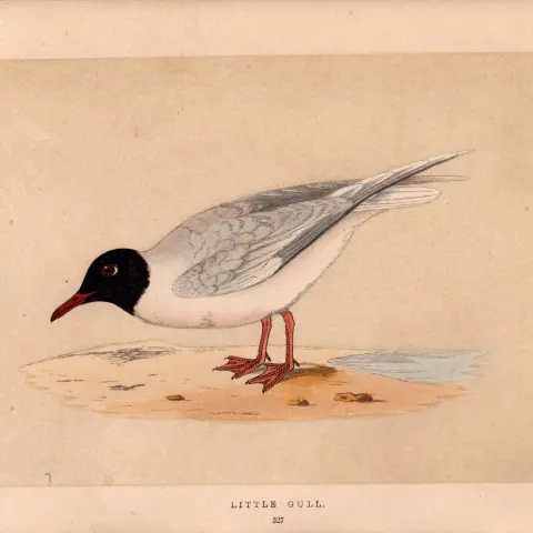Little Gull Rev Morris Antique 1857  History of British Birds Engraving.