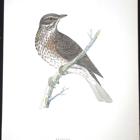 Redwing Rev Morris Antique History of British Birds 130 Years-Old Engraving-88
