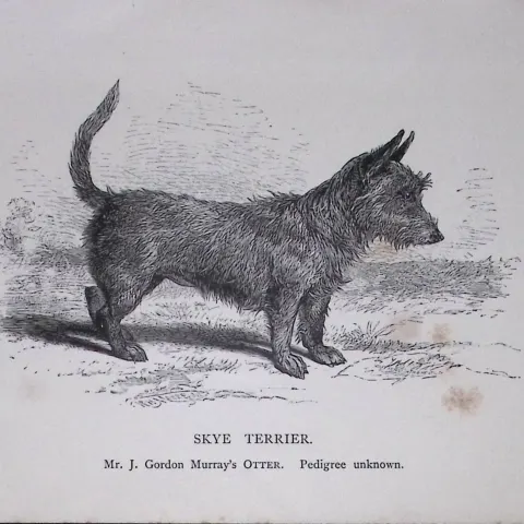 This Antique Book Plate Was Removed from an Edition of Modern Dogs by Rawdon Lee 1893. Each Print Me