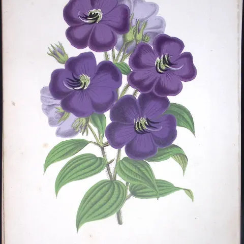 Pleroma Sarmentosa Flower Antique Shirley Hibbard Greenhouse Coloured Print-20