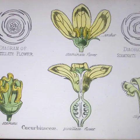 Cucurbits Botanical Flower Diagram Rare Antique First Edition Illustration-38