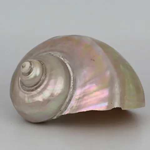 Set of 3 Vintage Mother of Pearl Conch Shells