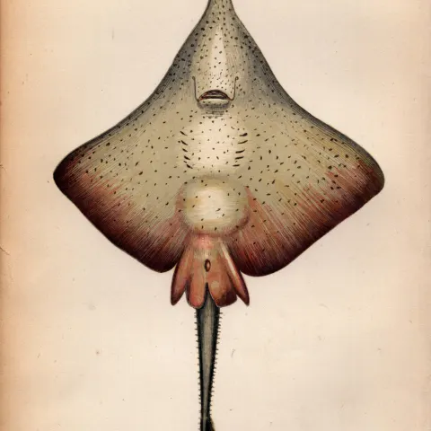 Long Nosed Skate 1869 Antique Johnathan Couch Coloured Engraving.