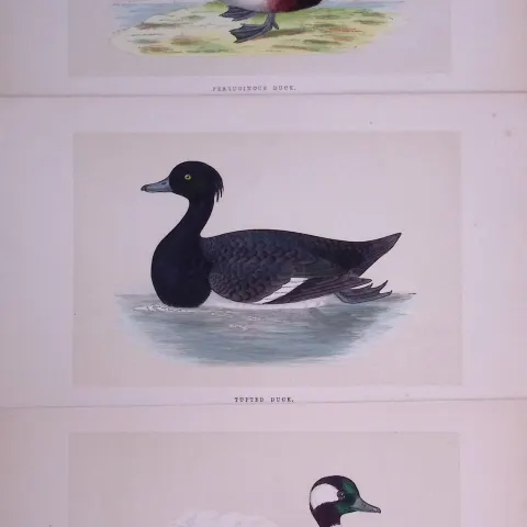 Job-Lot The Duck Family Rev Morris Antique Coloured Birds Engravings-11.