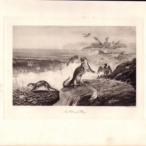 An Otter at Play Rare Limited-Edition Antique JG Millais Print-70.