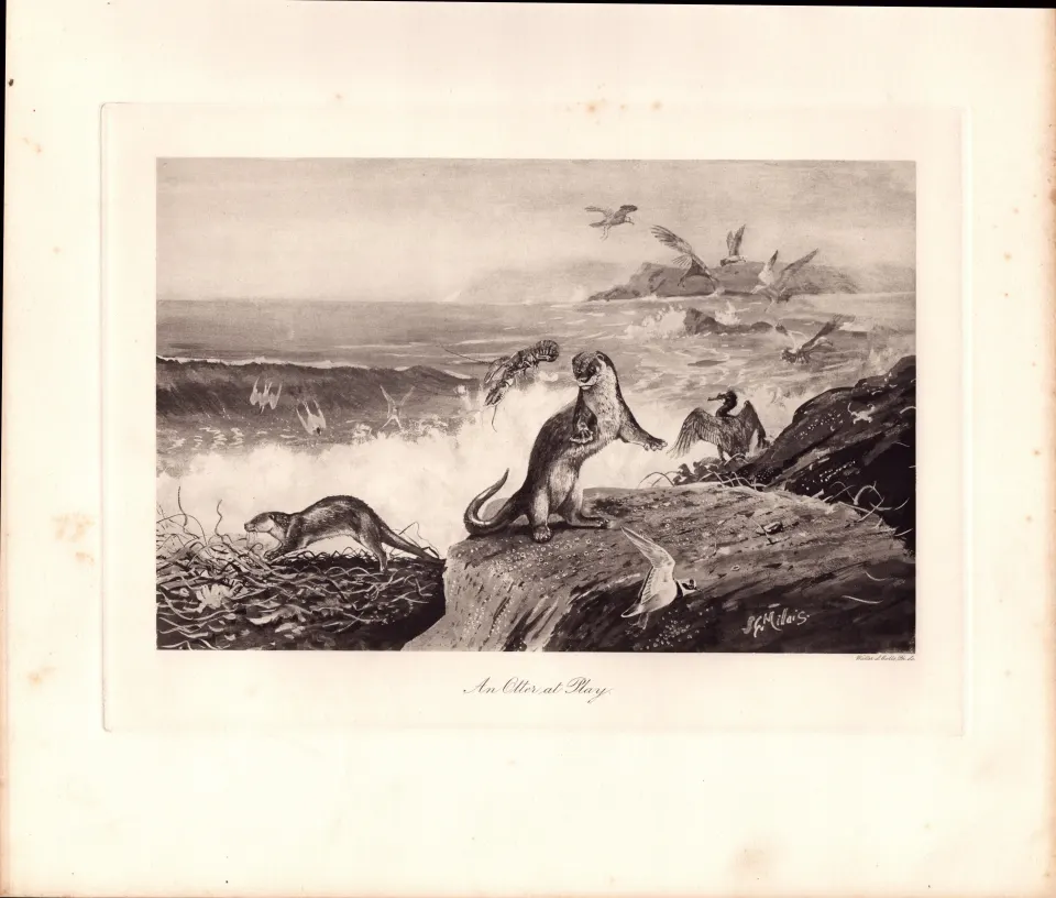 An Otter at Play Rare Limited-Edition Antique JG Millais Print-70.