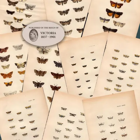 Job Lot Rev Morris British Moths 1896 Antique Hand-Coloured Lithographs -6.