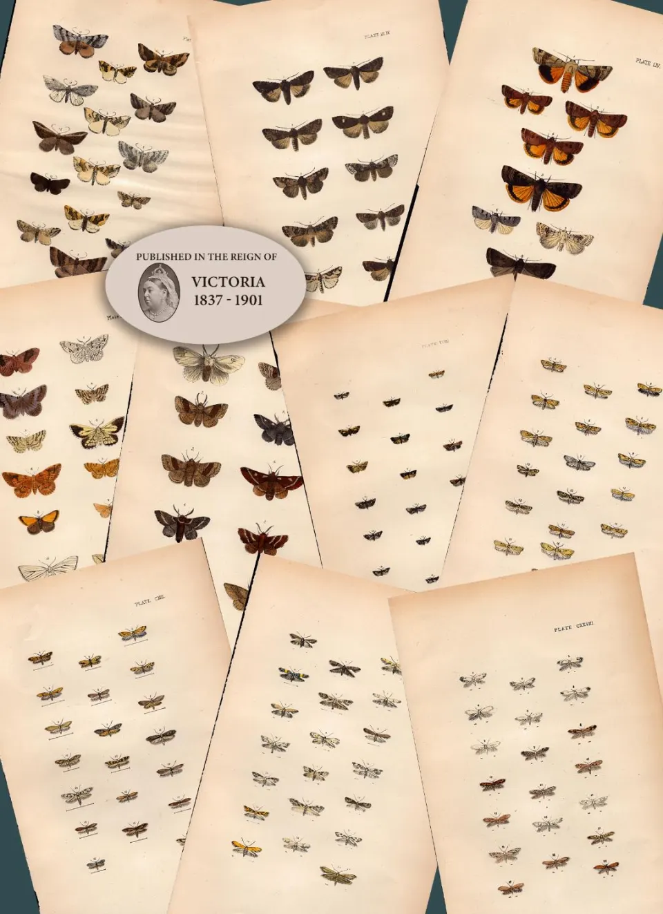 Job Lot Rev Morris British Moths 1896 Antique Hand-Coloured Lithographs -6.