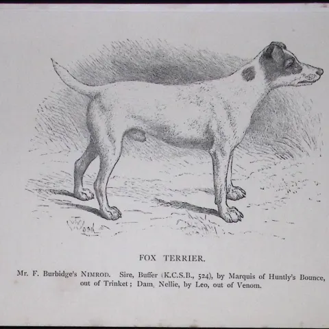 Fox Terrier British Dogs by Hugh Dalziel 1889 Antique Book Plate-53