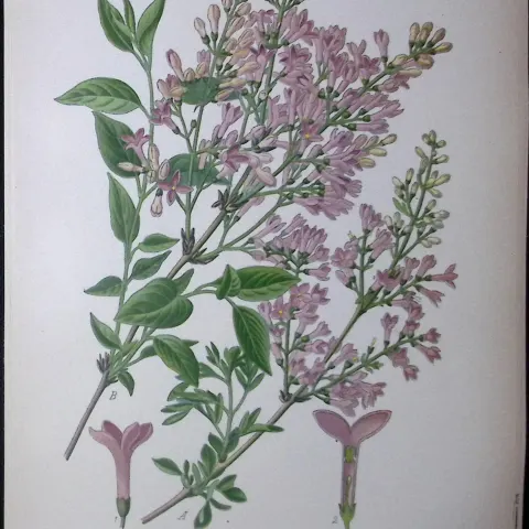 Persian Lilac Flower Edward Step Rare Antique Botanical Book Plate-179