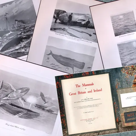 Job-Lot J.G. Millais Rare Limited-Edition Whales Family Species Antique Prints-8