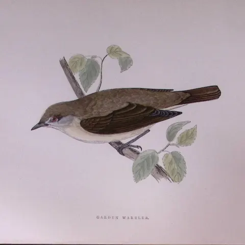 Garden Warbler Rev Morris Antique History of British Birds 130 Years-Old Engraving-121