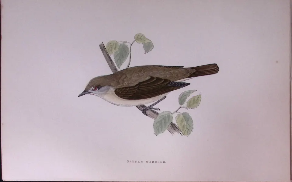 Garden Warbler Rev Morris Antique History of British Birds 130 Years-Old Engraving-121