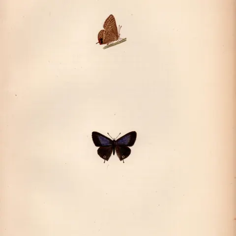 Brighton Argus Hand Coloured Antique Butterfly Plate Rev Morris-158.