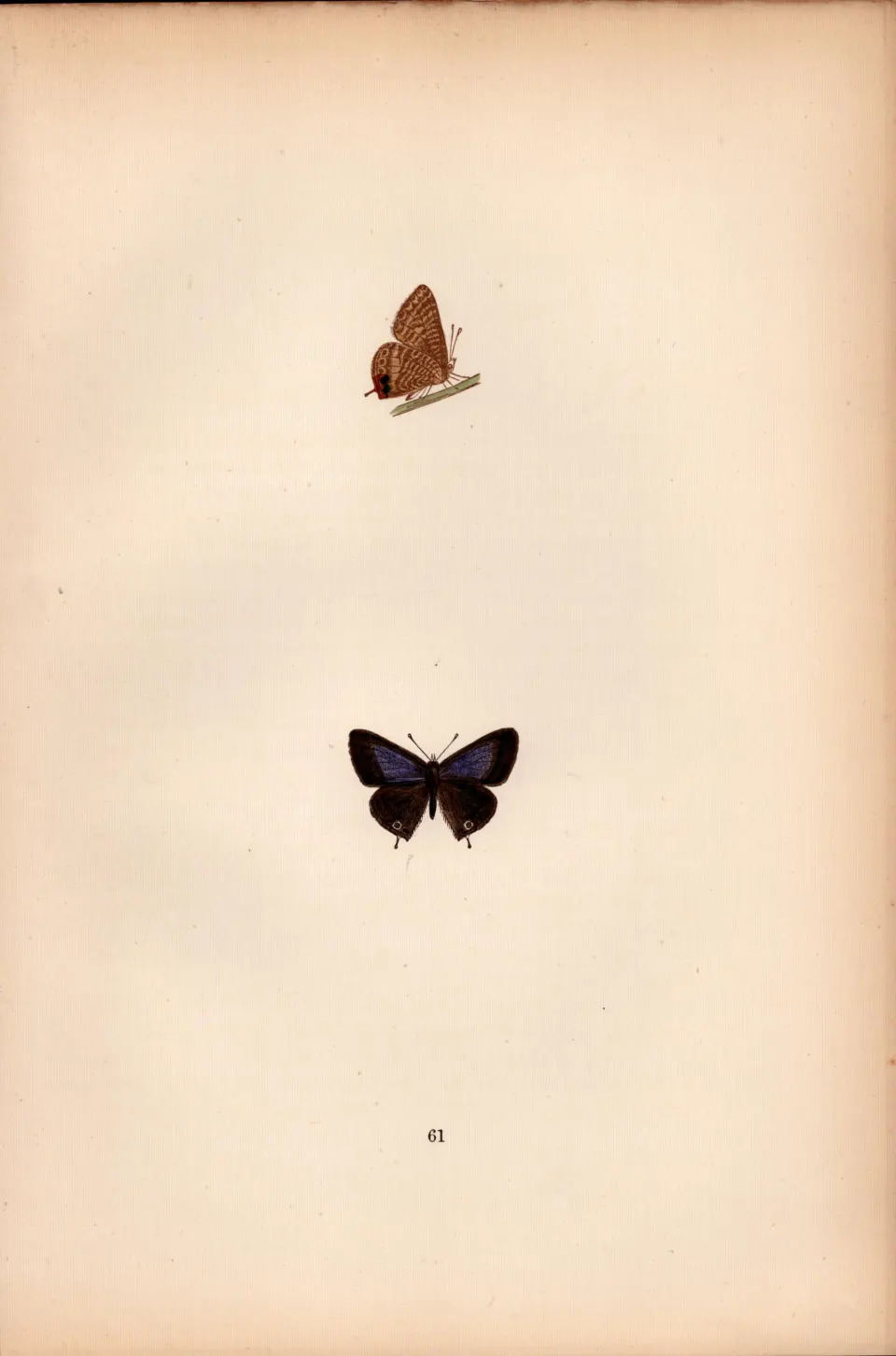 Brighton Argus Hand Coloured Antique Butterfly Plate Rev Morris-158.