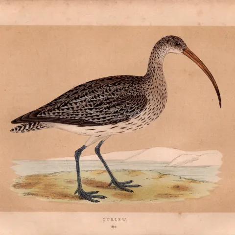Curlew Rev Morris Antique History of British Birds Engraving.