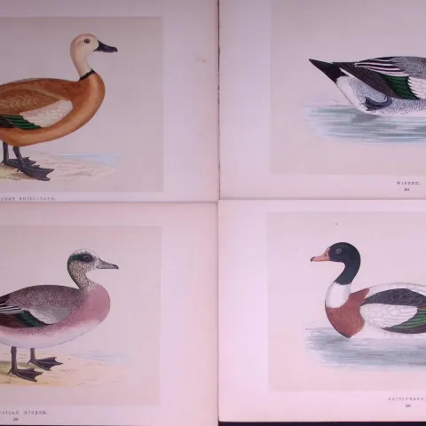 Job-Lot The Duck Family Widgeon & Shieldrake Rev Morris Antique Birds Engravings-15.