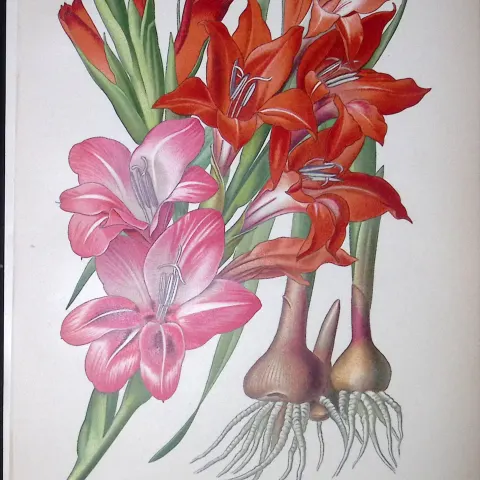 Two-Coloured Coralberry Edward Step Rare Antique Botanical Book Plate-250