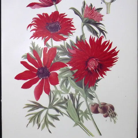 Flame Anemone Edward Step Rare Antique Flower Book Plate-4