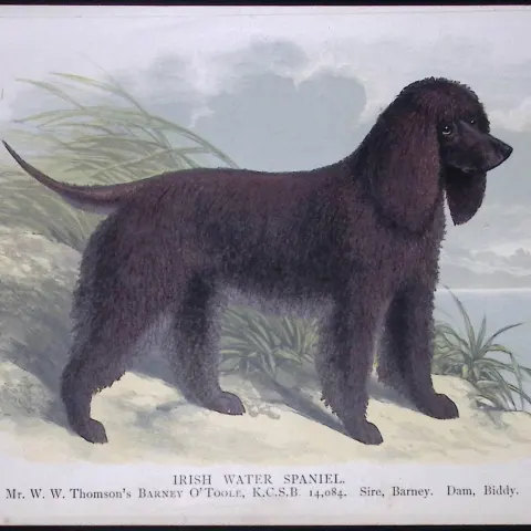 Irish Water Spaniel British Dogs by Hugh Dalziel 1889 Antique Coloured Book Plate-7