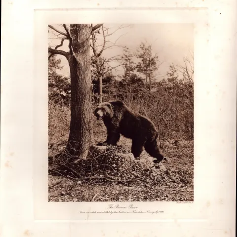 The Brown Bear Resting Rare Limited-Edition Coloured Antique Print-49.