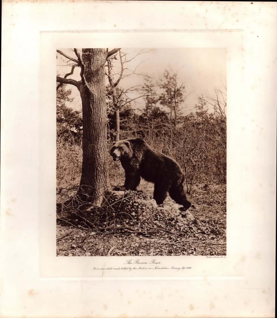 The Brown Bear Resting Rare Limited-Edition Coloured Antique Print-49.