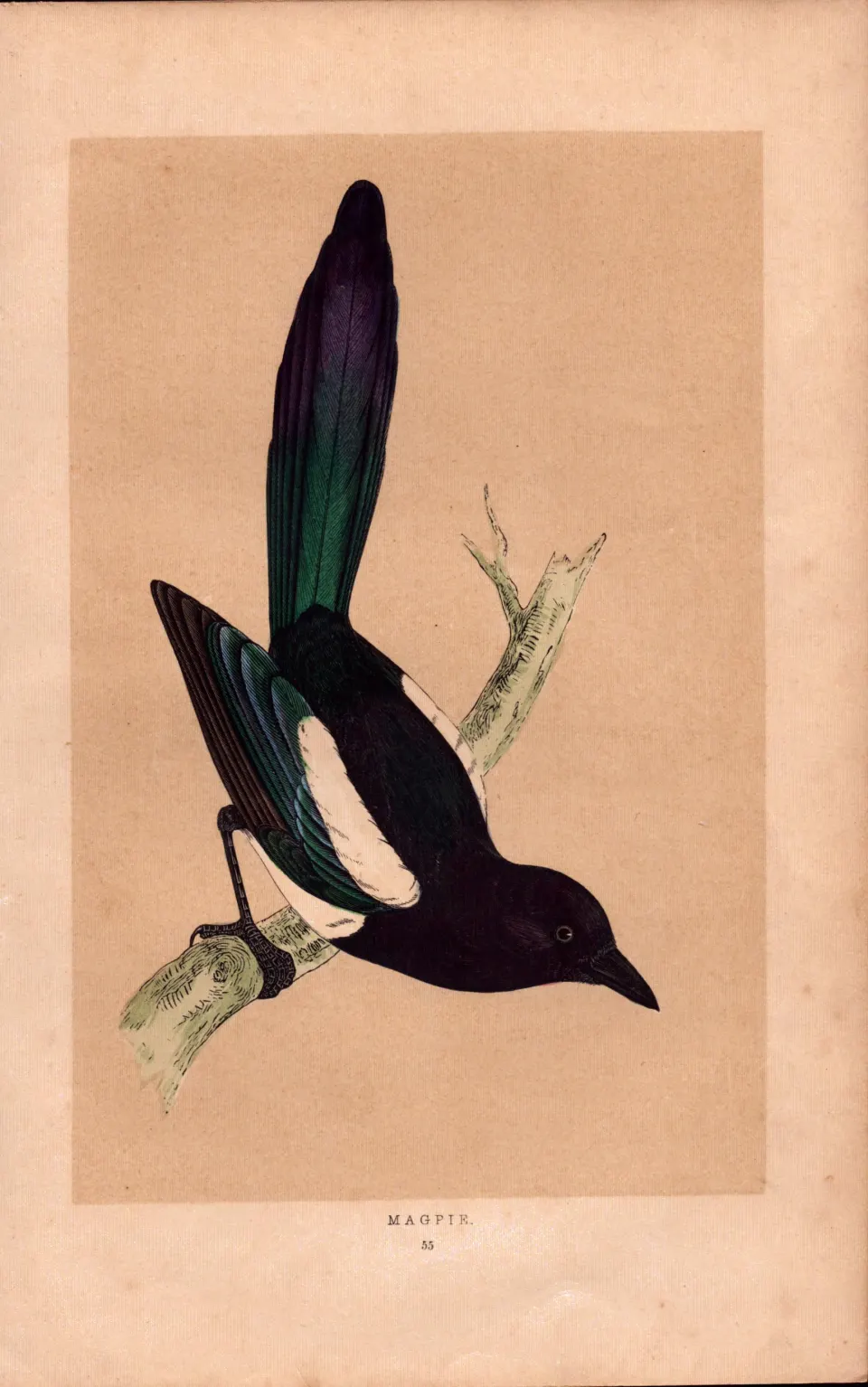 Magpie Rev Morris Antique History of British Birds 170 Years-Old Engraving.