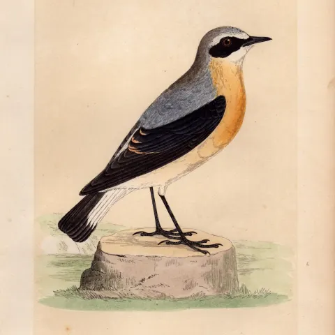 Wheatear Rev Morris Antique History of British Birds Engraving.