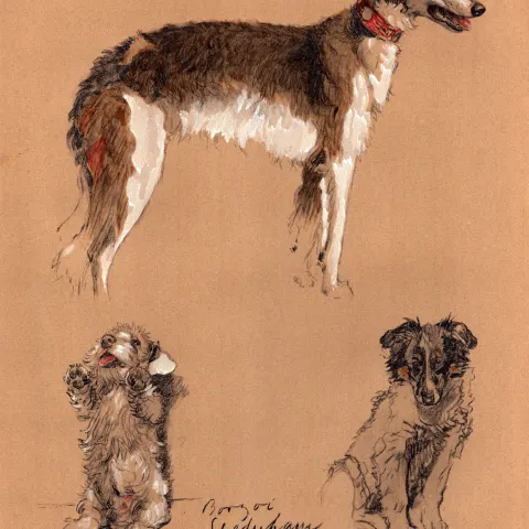Cecil Aldin Vintage Dog Illustrations Borzoi Sealyham & Collie.