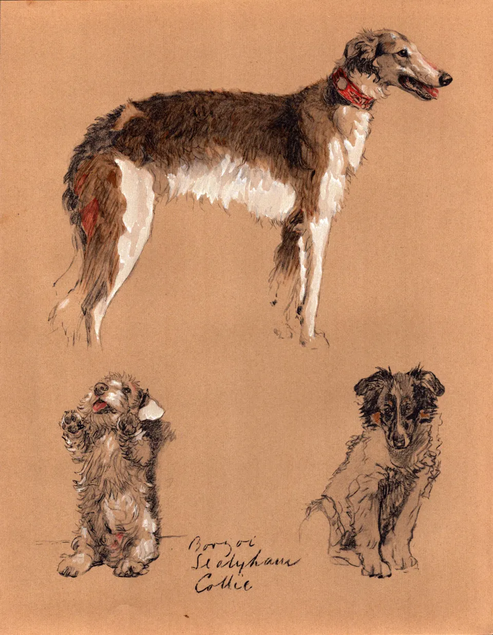 Cecil Aldin Vintage Dog Illustrations Borzoi Sealyham & Collie.