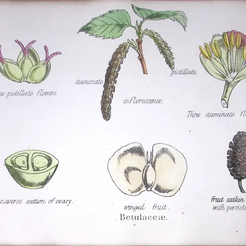 The Birch Family Botanical Flower Diagram Rare Antique First Edition Illustration-85