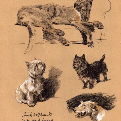 Cecil Aldin  Dog Illustrations Irish Wolfhounds West Highlander & Cairn-12.