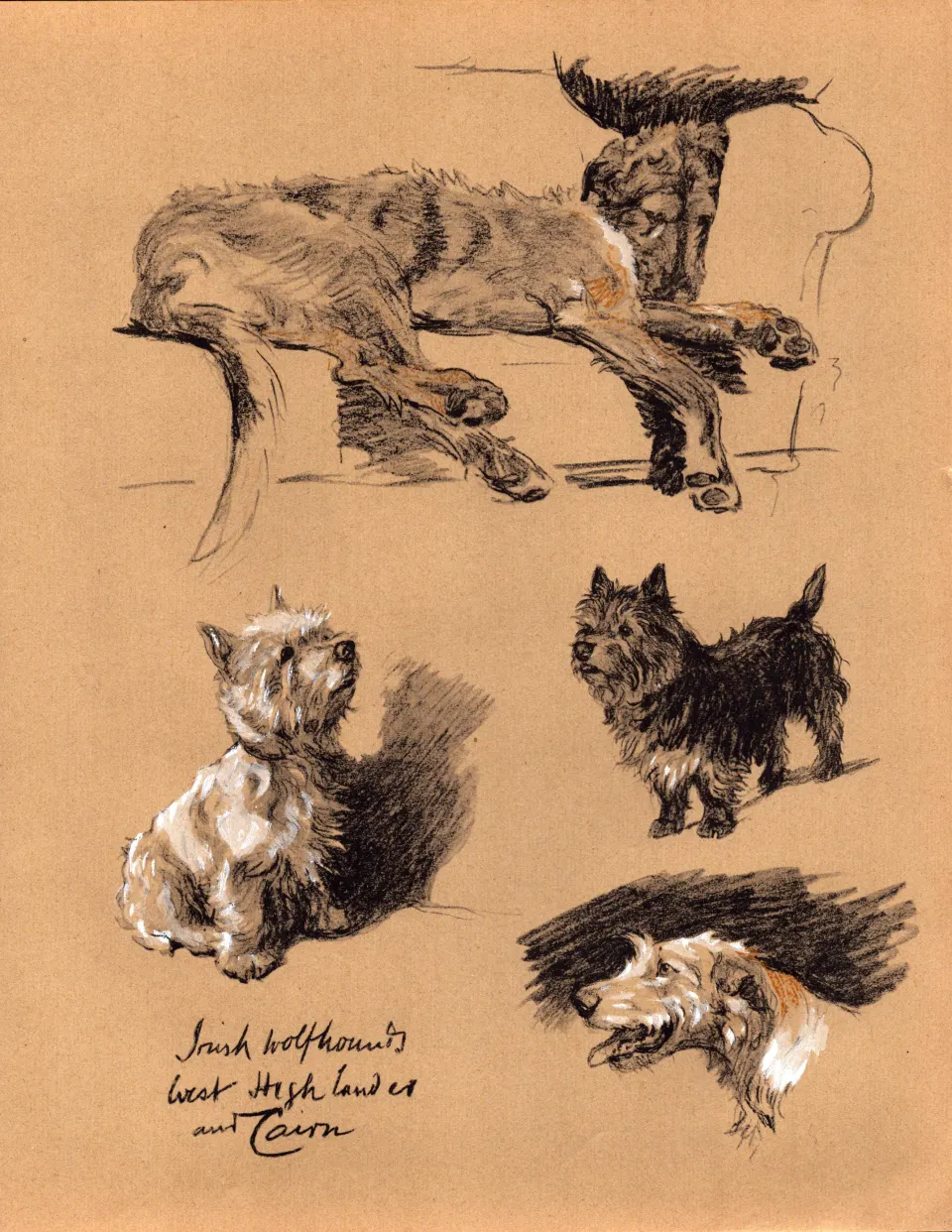 Cecil Aldin  Dog Illustrations Irish Wolfhounds West Highlander & Cairn-12.