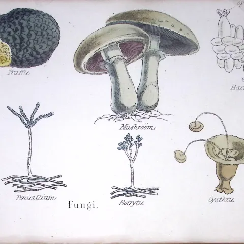 Fungi Truffle, Mushroom, Botanical Flower Diagram Rare Antique First Edition Illustration-108