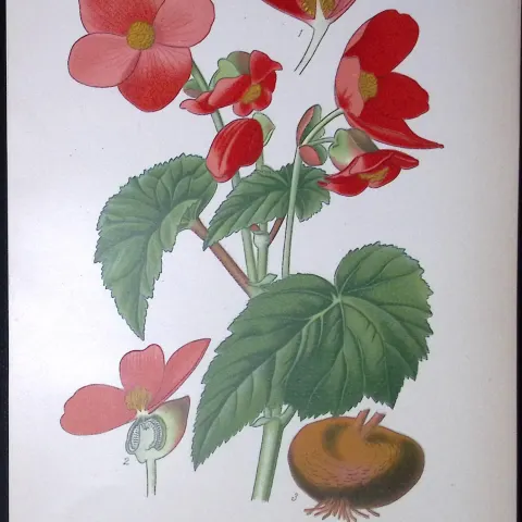 Begonia Tuberous Edward Step Rare Antique Botanical Book Plate-115