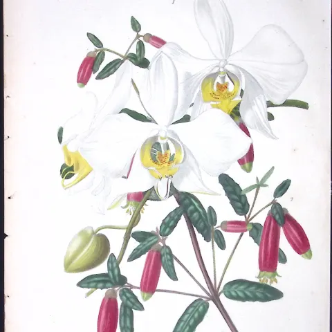 Phalaenopsis Orchids Antique  Robert Thompson Hand Coloured Print-11