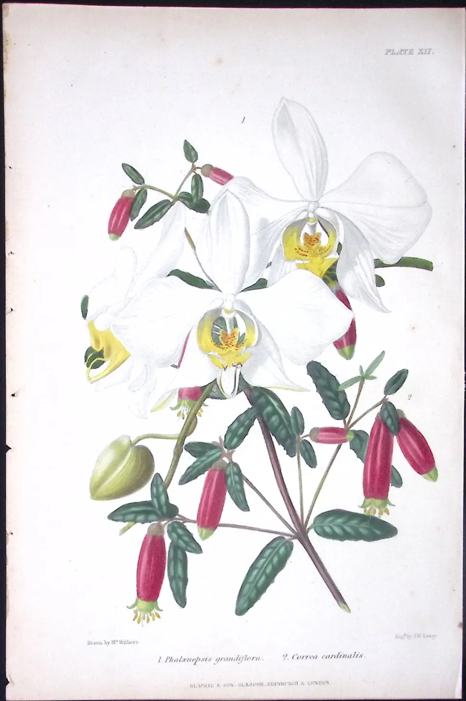 Phalaenopsis Orchids Antique  Robert Thompson Hand Coloured Print-11