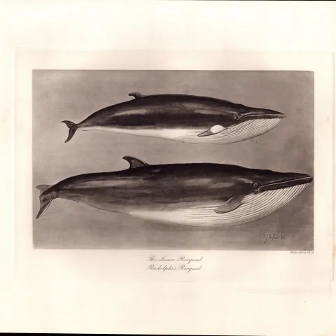 Lesser & Rudolphis Rorqual Whales Rare Limited-Edition Antique Print-7.