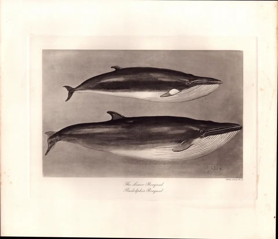 Lesser & Rudolphis Rorqual Whales Rare Limited-Edition Antique Print-7.