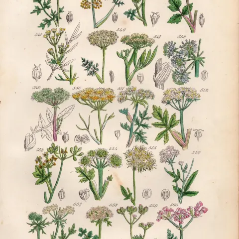 Sowerby Antique Fennel, Samphire, Wild Parsnip, Milk Parsley, Wild Carrot-28