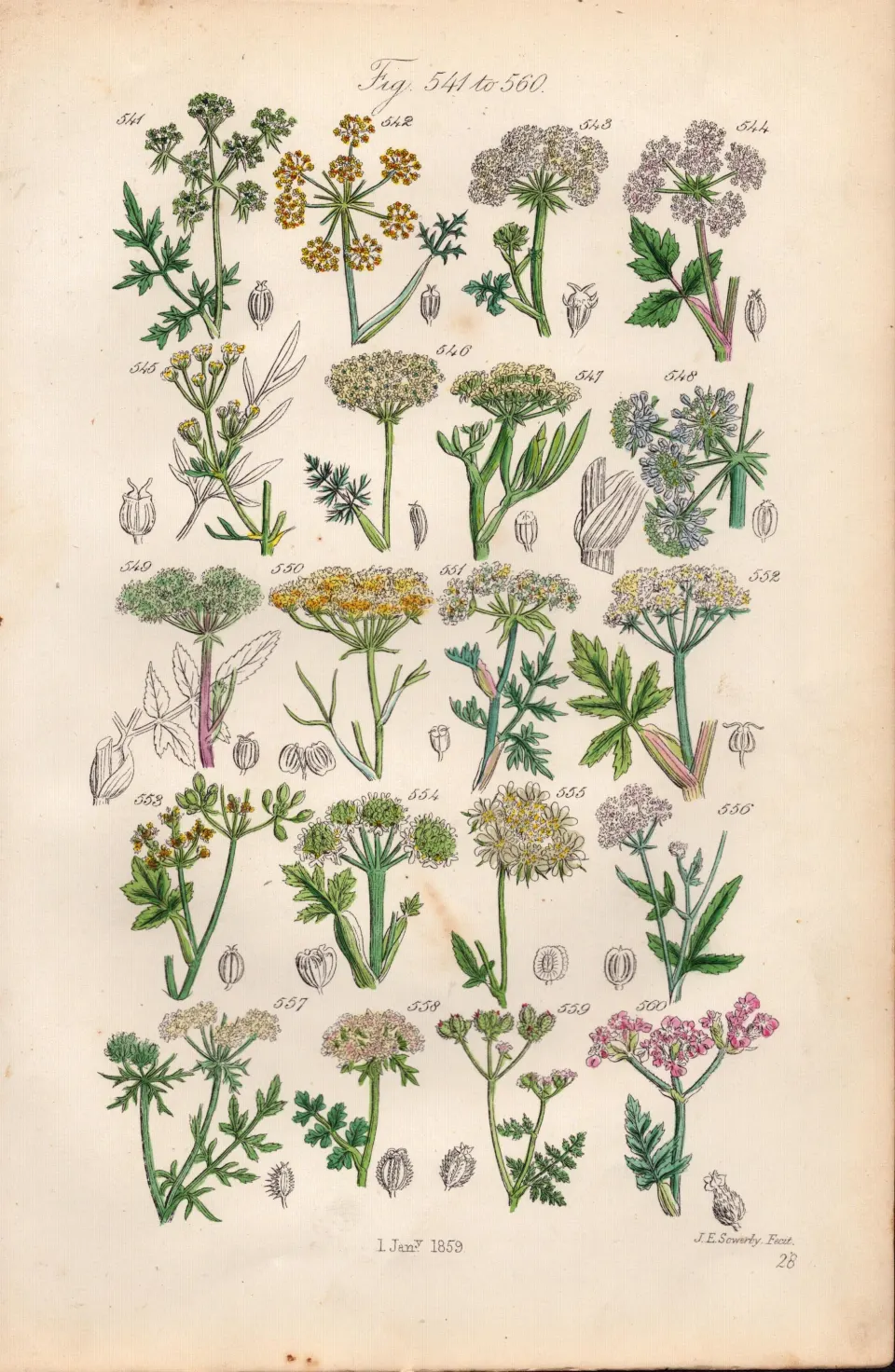 Sowerby Antique Fennel, Samphire, Wild Parsnip, Milk Parsley, Wild Carrot-28