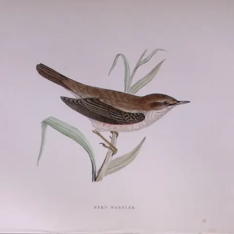 Reed Warbler Rev Morris Antique History of British Birds 130 Years-Old Engraving-111