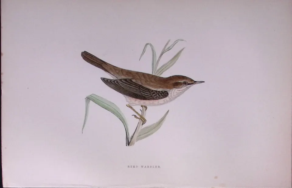 Reed Warbler Rev Morris Antique History of British Birds 130 Years-Old Engraving-111